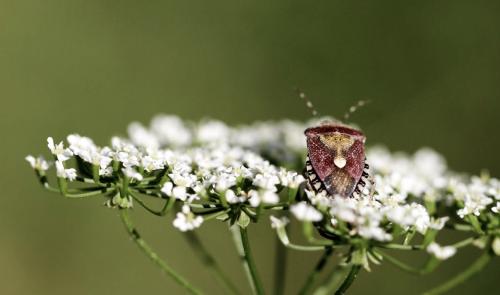 Réf. 188 876 : Dolycoris baccarum
